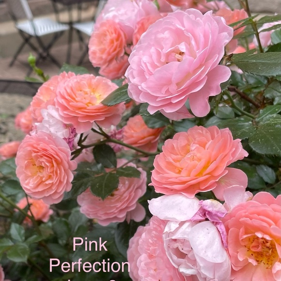 Meet your Posher, Maureen hansen - Picture 1 of 1